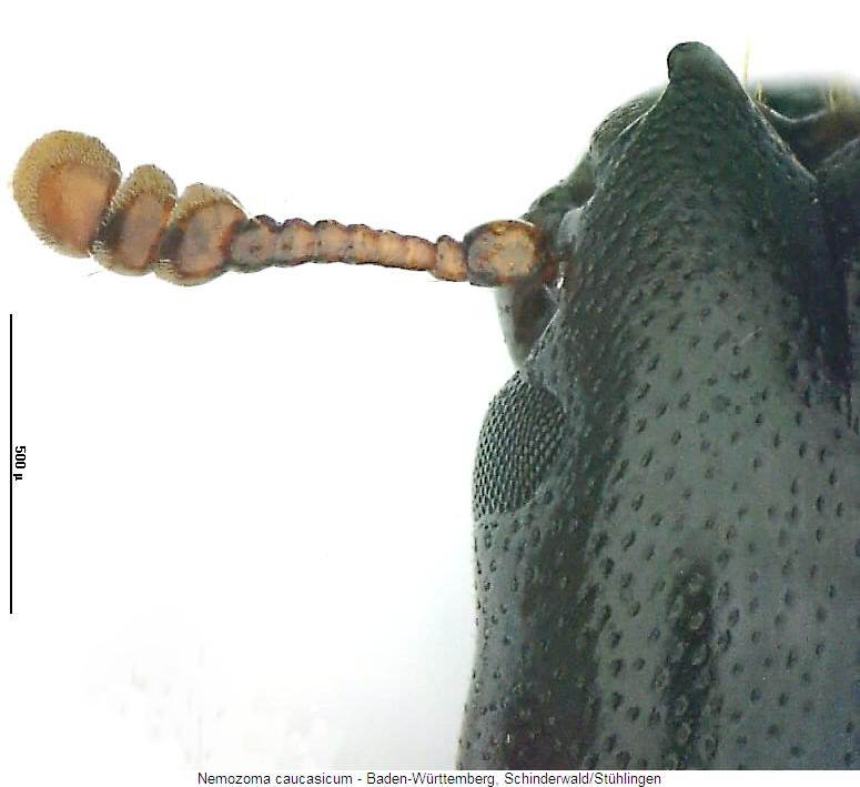 nemozoma_caucasicum_f.jpg
