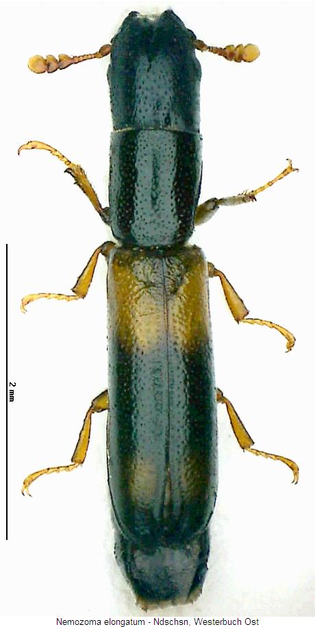 nemozoma_elongatum_hab.jpg