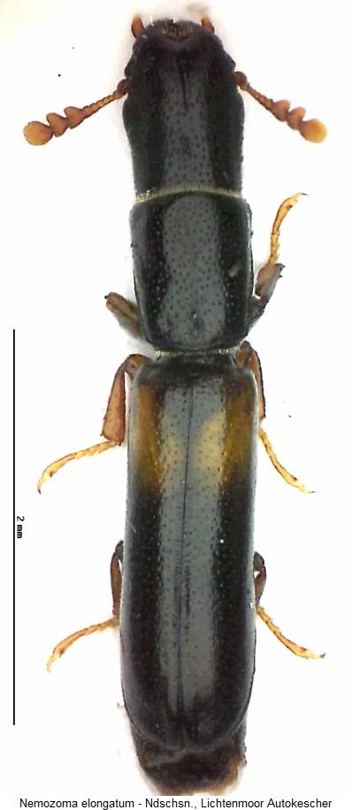nemozoma_elongatum_hab2.jpg