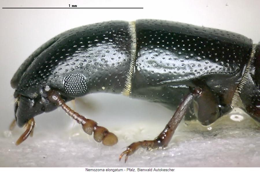 nemozoma_elongatum_vk.jpg