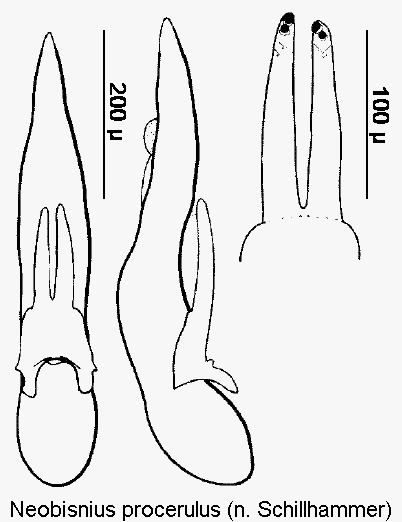 neobisnius_procerulus.gif