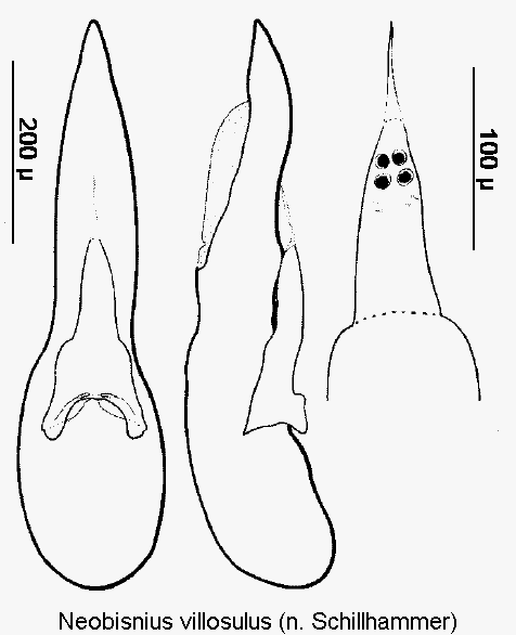 neobisnius_villosulus.gif
