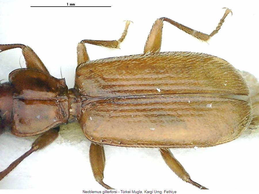 neoblemus_gillerforsi_fld.jpg