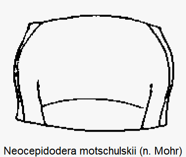neocepidodera_motschulskii_hsch.gif