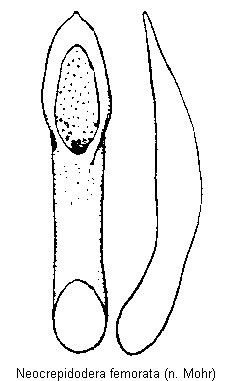neocrepidodera_femorata.gif