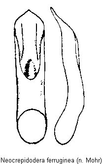 neocrepidodera_ferruginea.gif