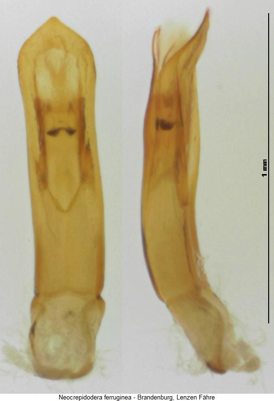 neocrepidodera_ferruginea.jpg