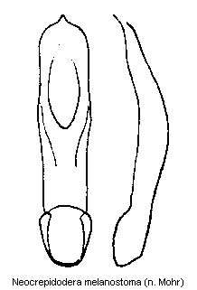 neocrepidodera_melanostoma.gif