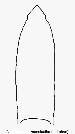 neoglocianus_maculaalba.gif