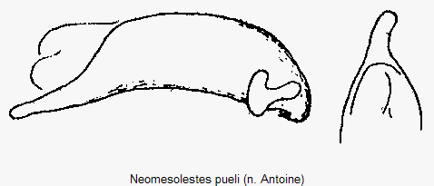 neomesolestes_pueli.gif