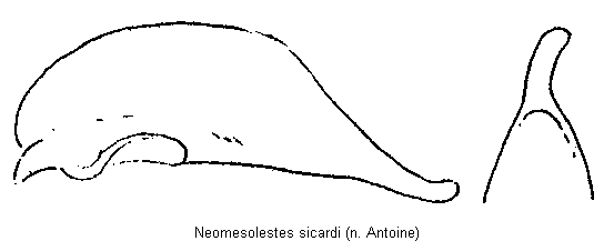 neomesolestes_sicardi.gif