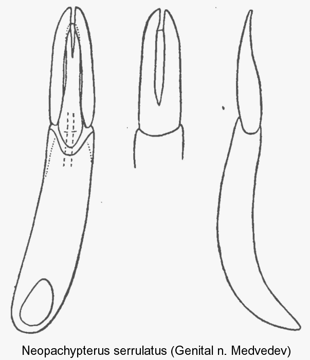 neopachypterus_serrulatus_aed.gif