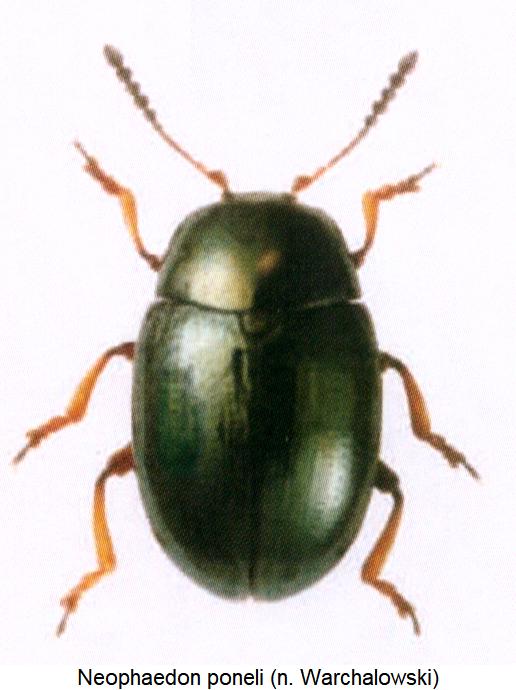 neophaedon_poneli_hab.jpg