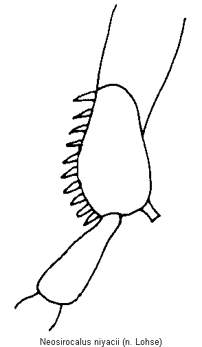 neosirocalus_niyacii_hschn.gif