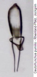 neosirocalus_pumilio.jpg
