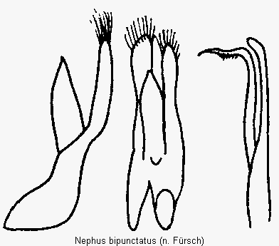 nephus_bipunctatus.gif