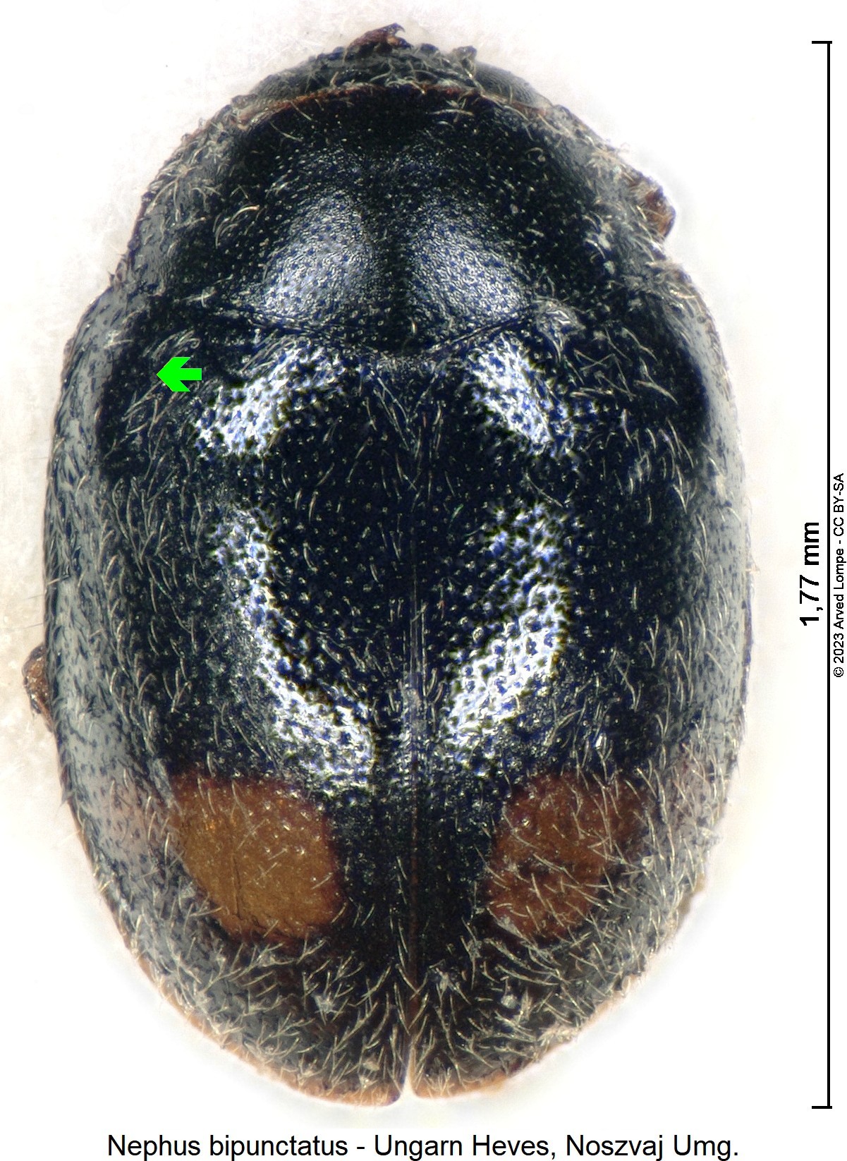 nephus_bipunctatus_hab.jpg