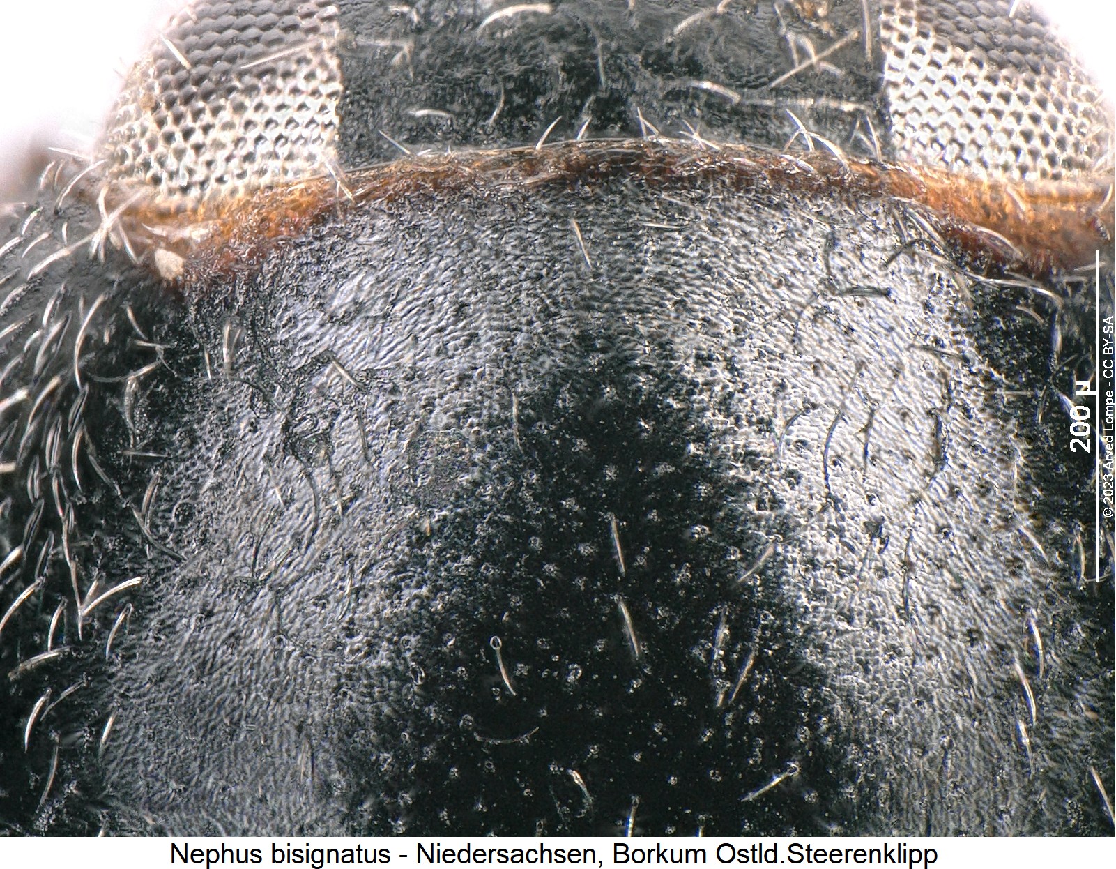 nephus_bisignatus_hsch_ms.jpg