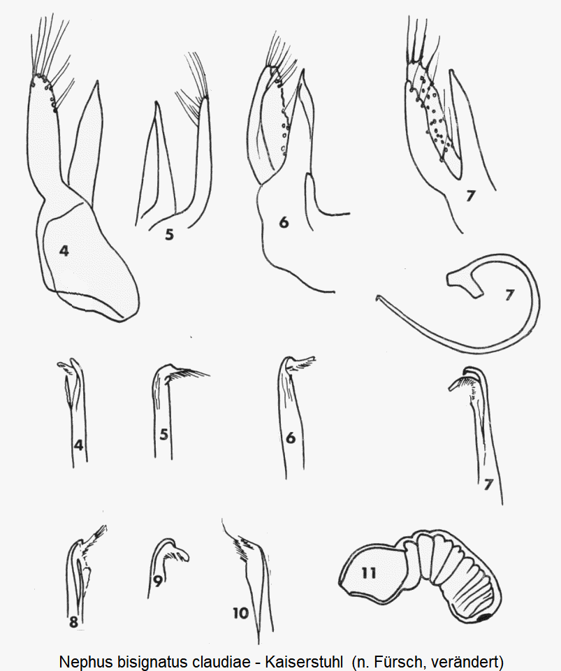 nephus_claudiae1.gif