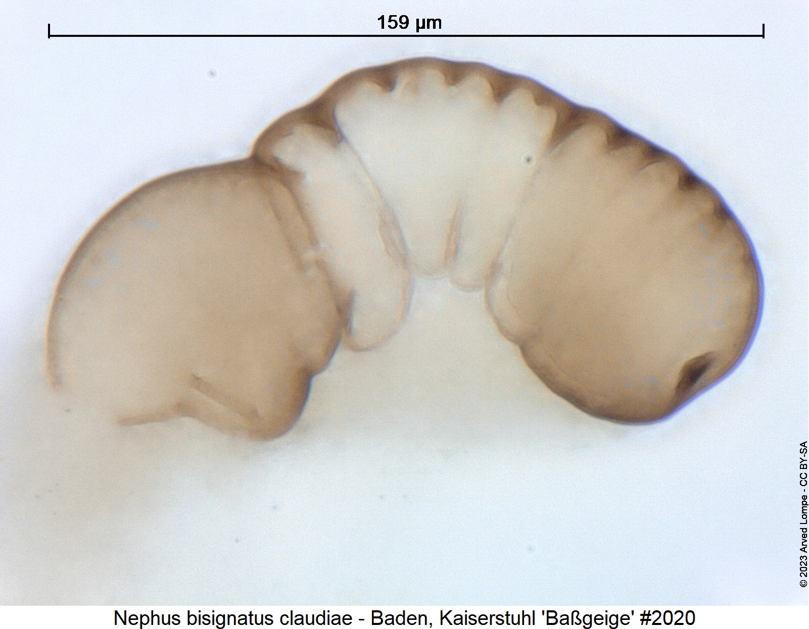 nephus_claudiae_nr2020_ck28301798_sperm.jpg