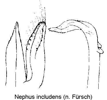 nephus_includens.gif