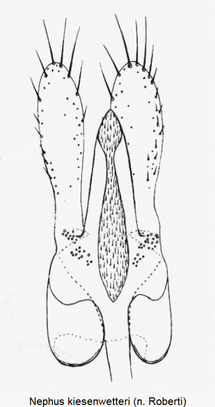 nephus_kiesenwetteri.gif