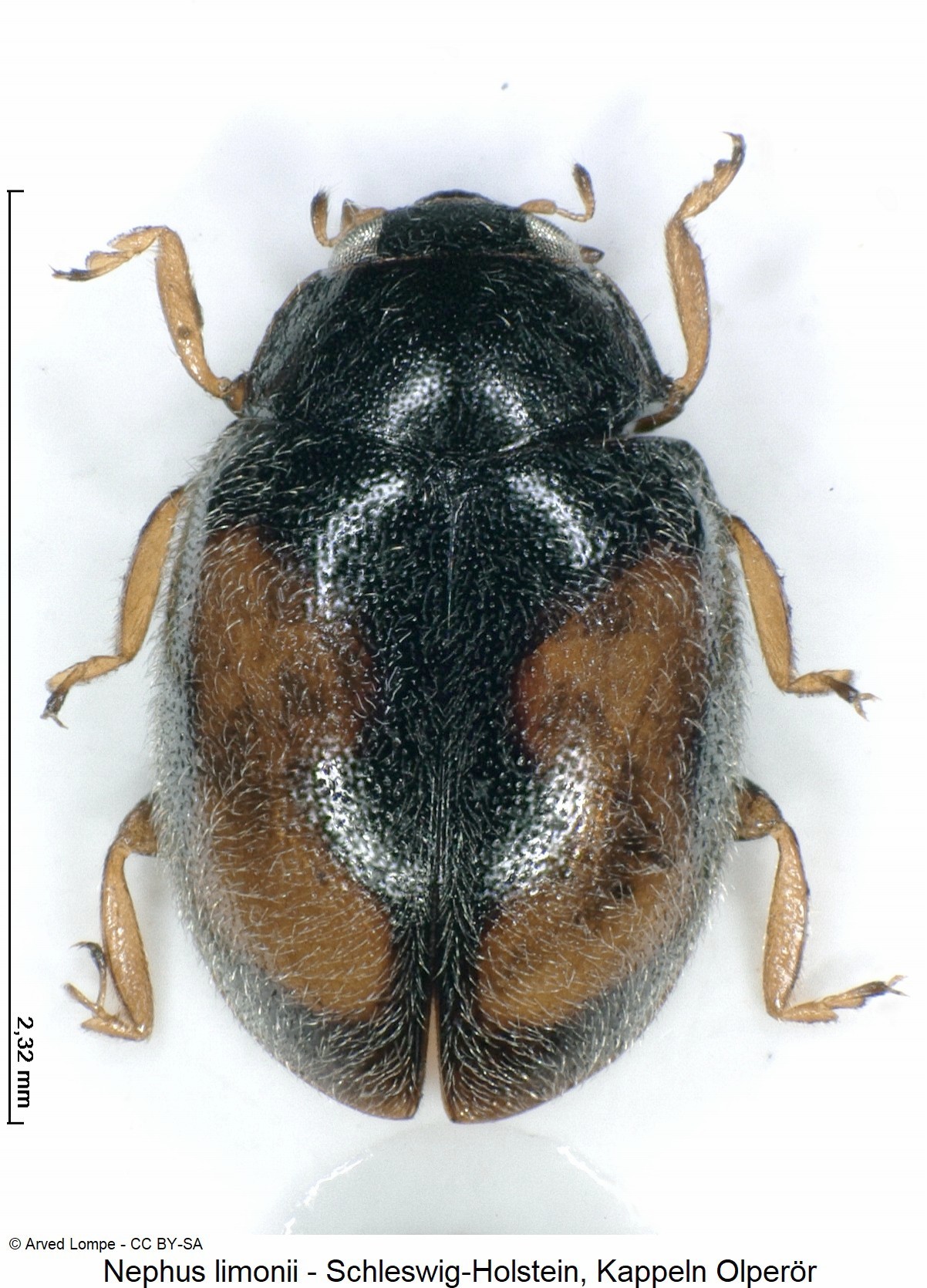 nephus_limonii_hab-1.jpg