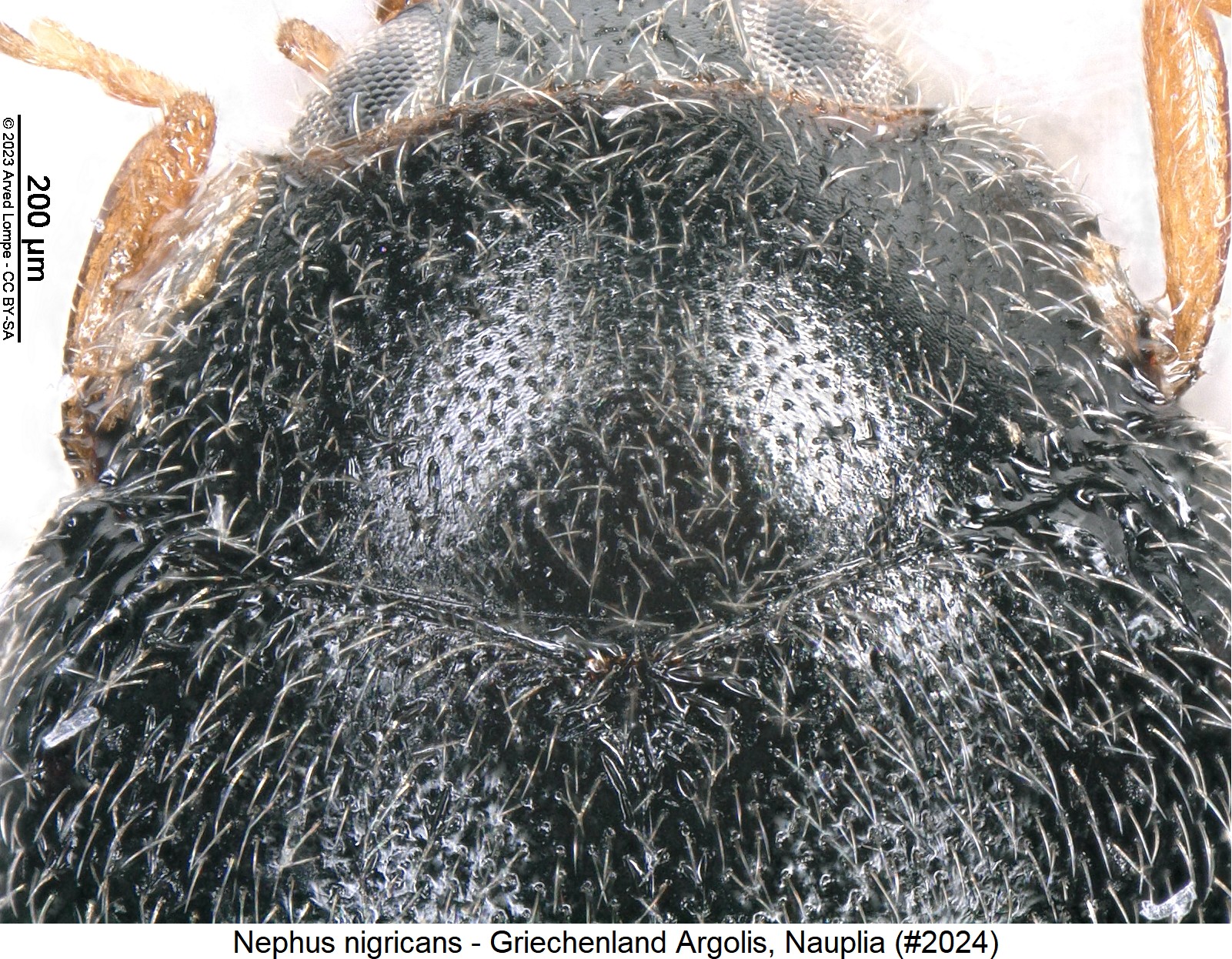 nephus_nigricans_nr2024_vk.jpg