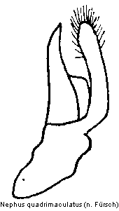 nephus_quadrimaculatus.gif