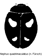 nephus_quadrimaculatus_hab.gif