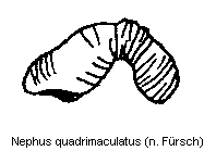 nephus_quadrimaculatus_sperm.gif
