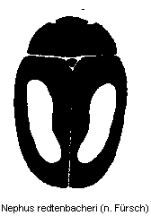 nephus_redtenbacheri_hab.gif