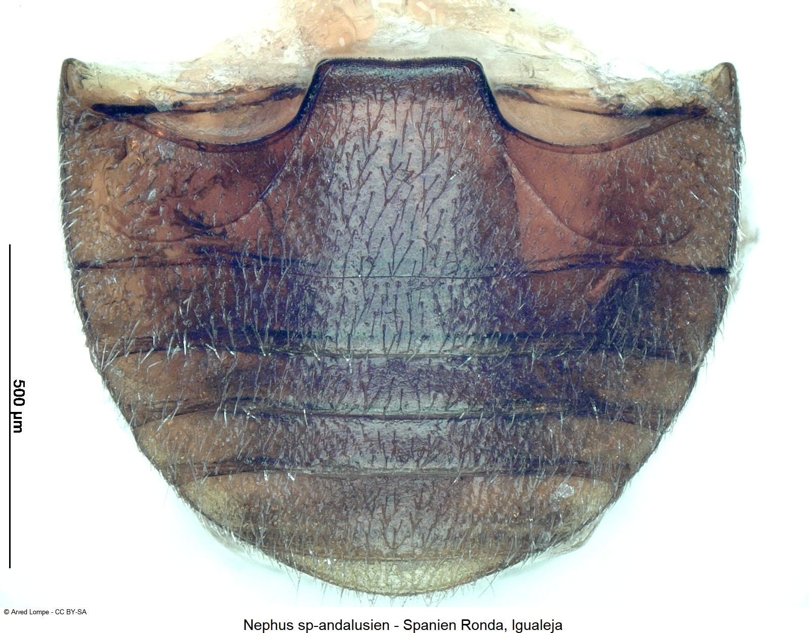 nephus_sp-andalusien_abd.jpg