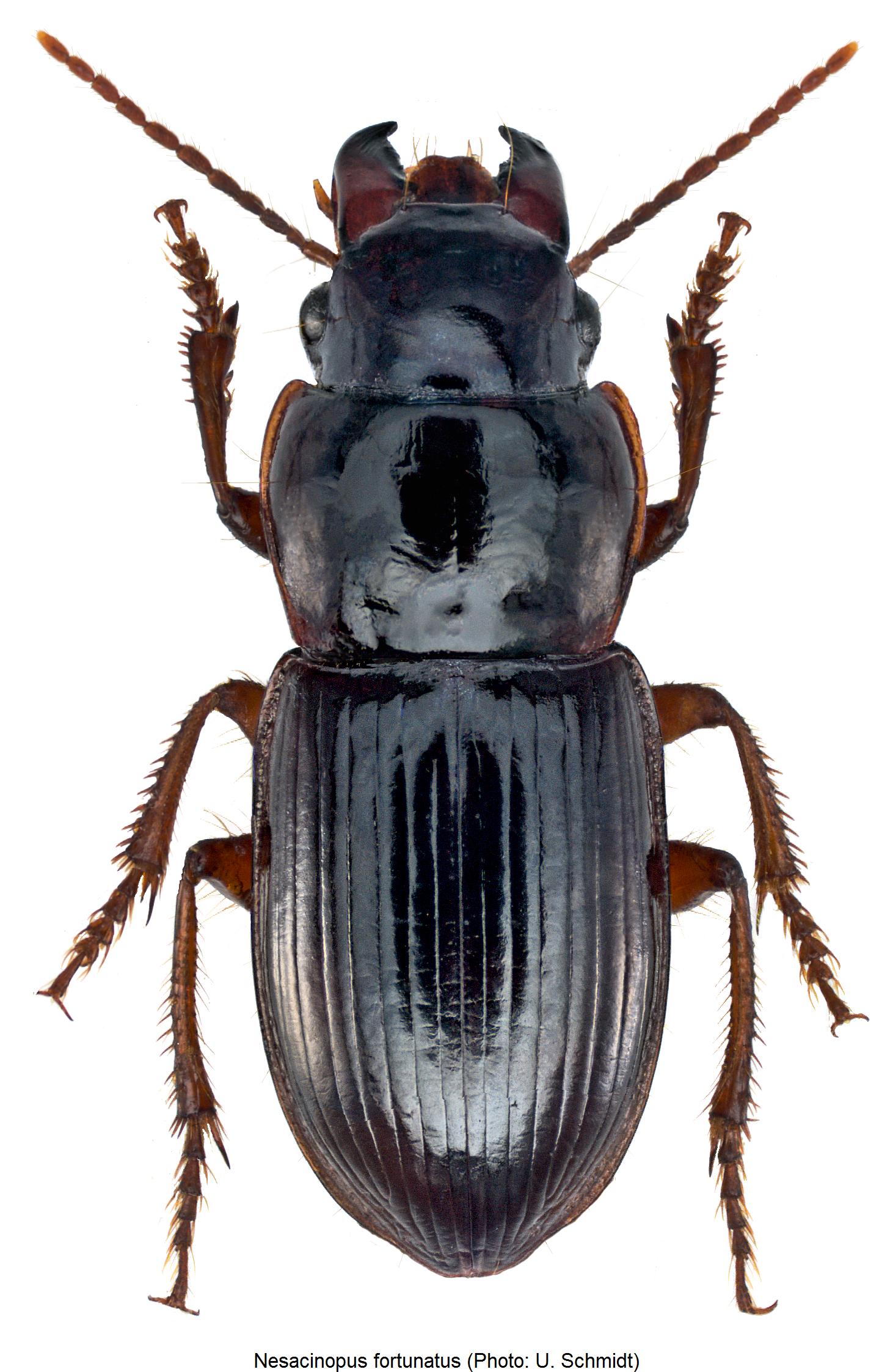 nesacinopus_fortunatus_hab.jpg