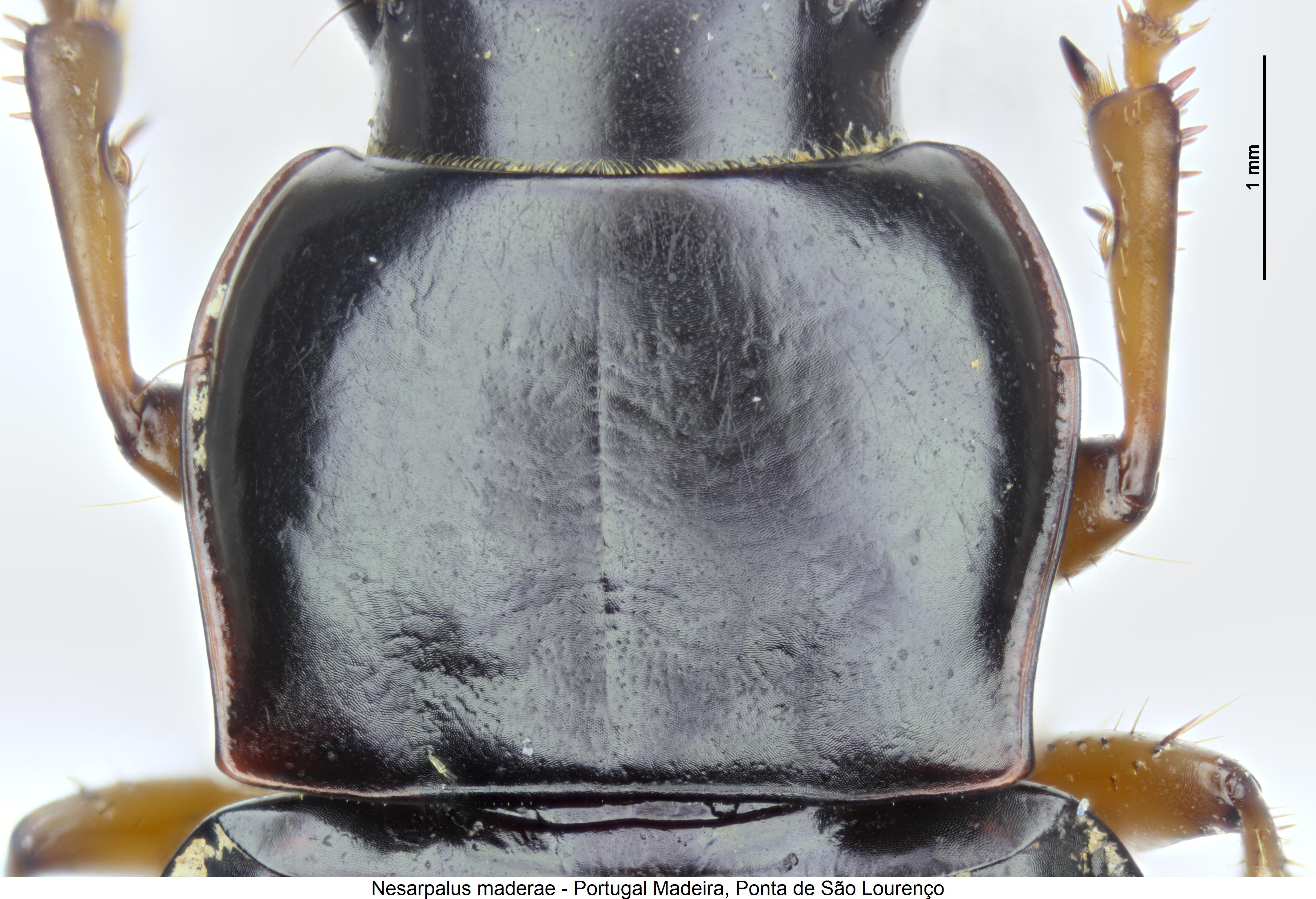 nesarpalus_maderae_hsch.jpg