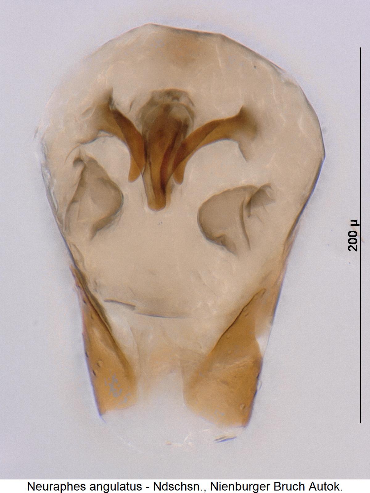 neuraphes_angulatus1.jpg