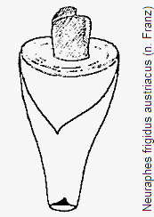 neuraphes_austriacus.gif