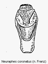 neuraphes_coronatus.gif