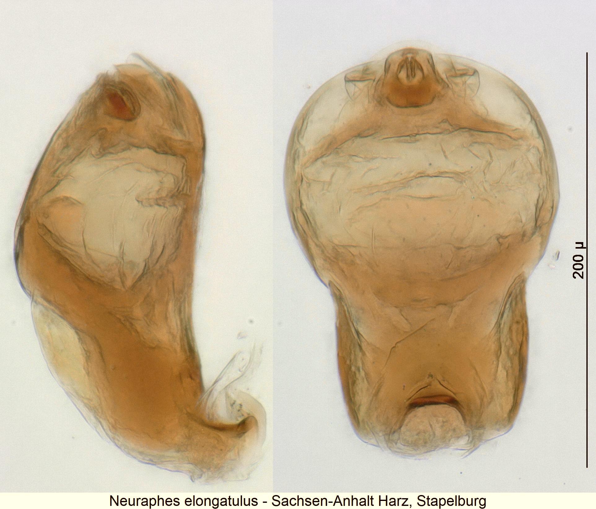 neuraphes_elongatulus1.jpg