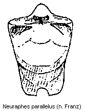 neuraphes_parallelus.gif