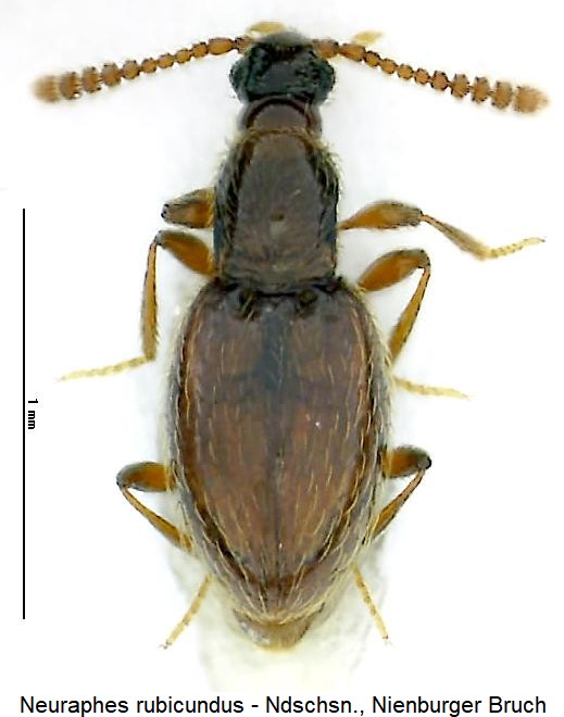 neuraphes_rubicundus_hab.jpg