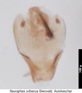 neuraphes_ruthenus.jpg