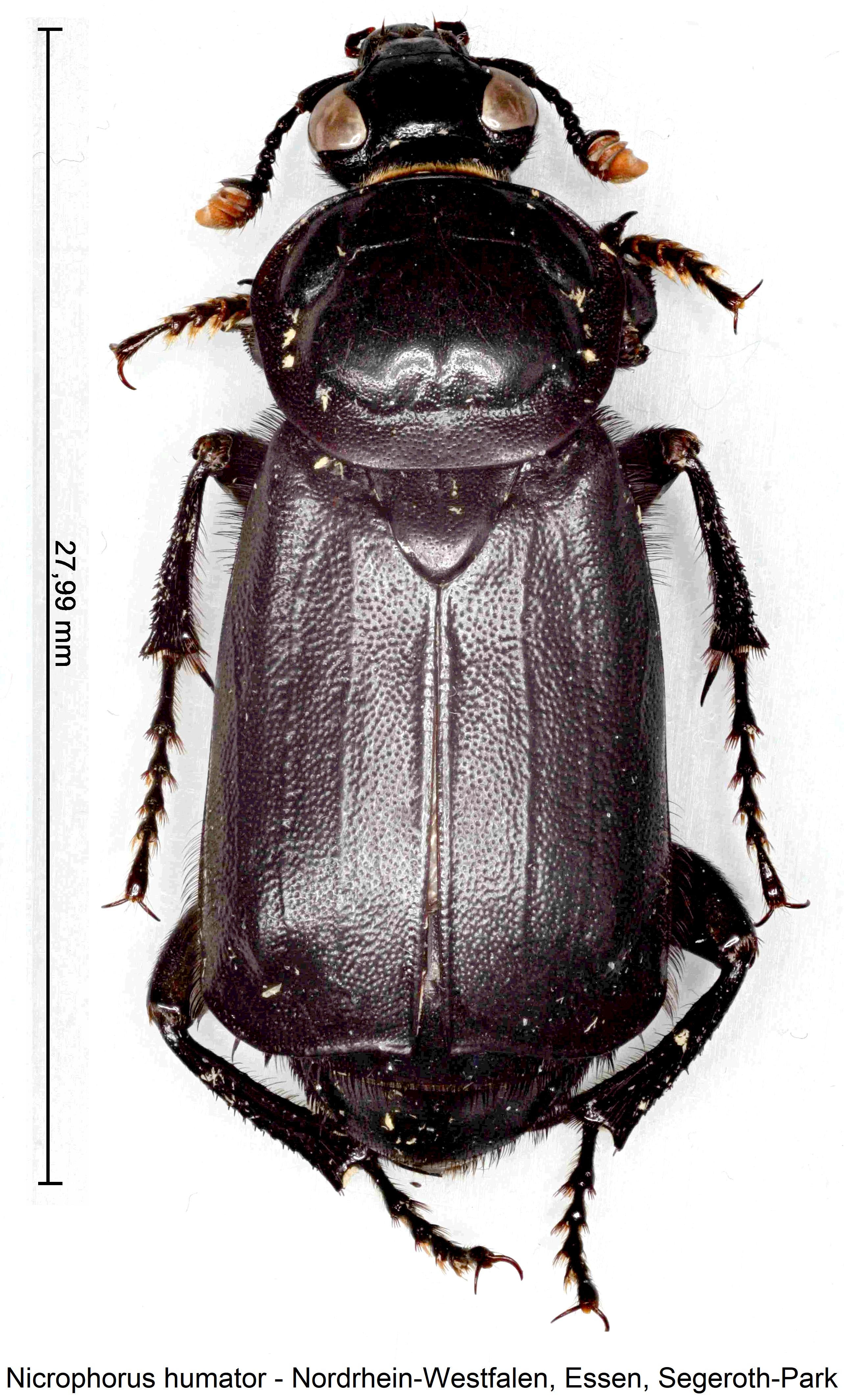nicrophorus_humator_hab.jpg