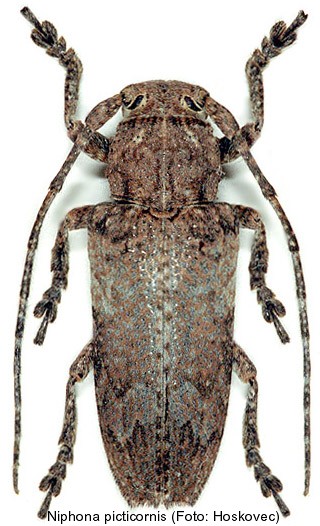 niphona_picticornis.jpg