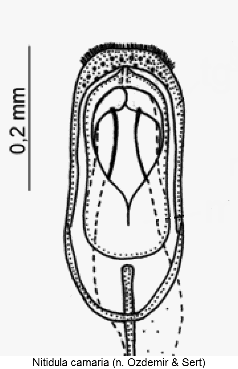 nitidula_carnaria1.gif