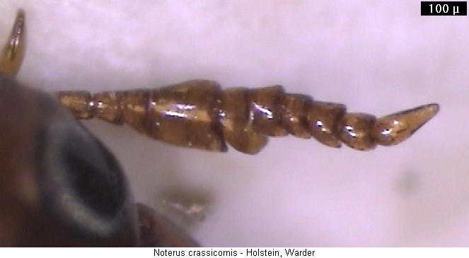 noterus_crassicornis_f.jpg