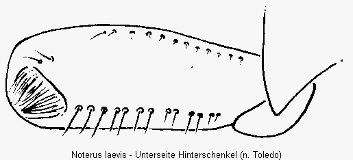 noterus_laevis_hschl.gif