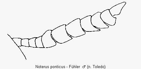 noterus_ponticus_fhlr.gif