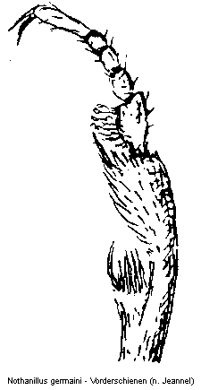 nothanillus_germaini_vschn.gif
