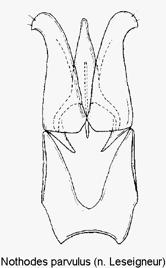 nothodes_parvulus.gif